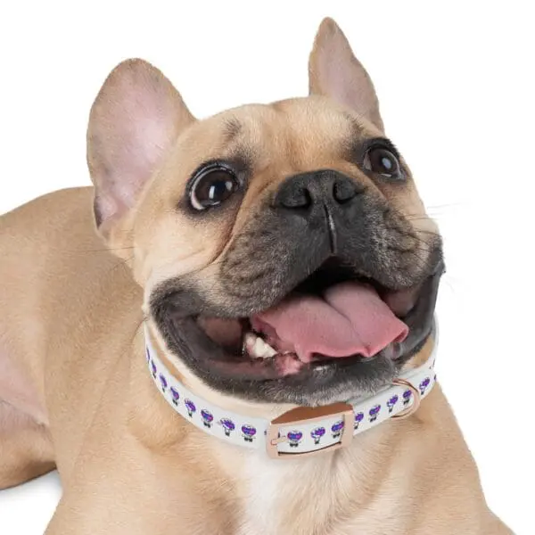 TRIPY DOG COLLAR - Image 9